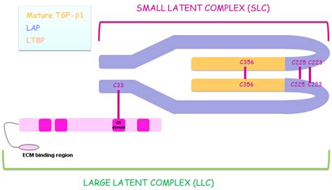 TGFB1 gene .